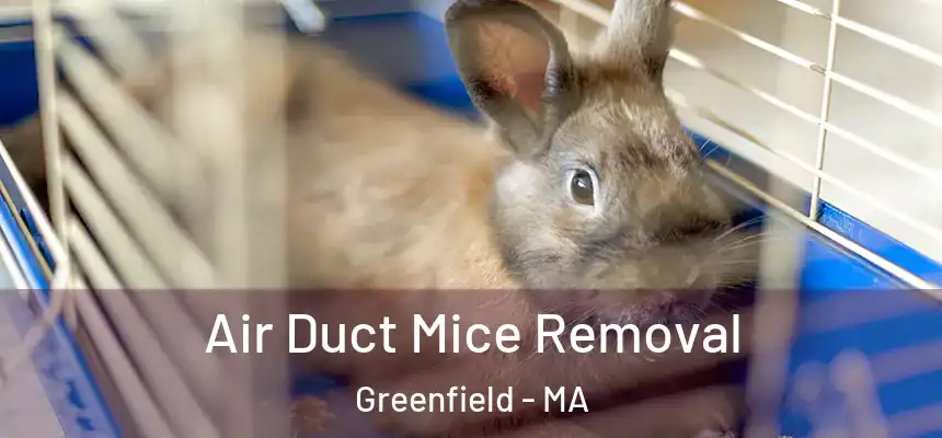 Air Duct Mice Removal Greenfield - MA